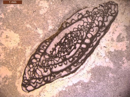 Triticites powwowensis