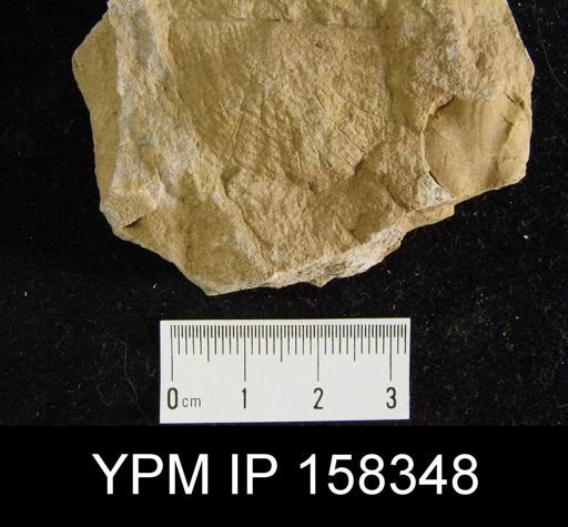 Brachyprion majus