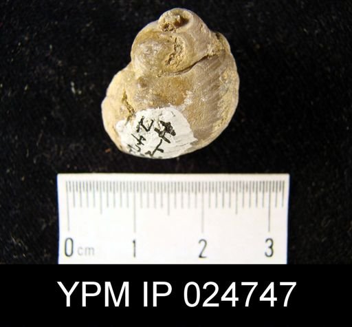 Cyclonema sp.