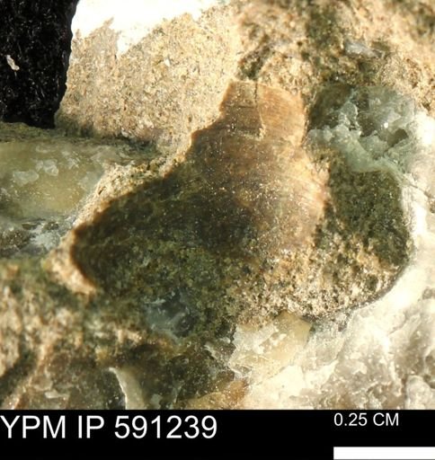 undet. Bivalvia