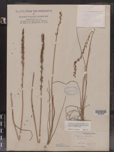 Triglochin maritima