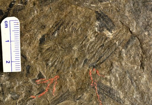 Calamites sp.