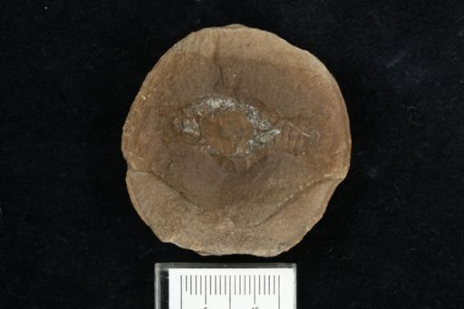 Pygocephalus gracilis