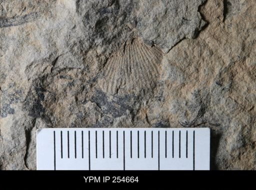 Rhynchonellida?