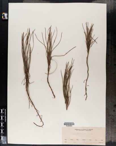 Pinus ponderosa