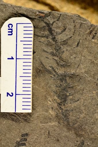 Asterophyllites sp.