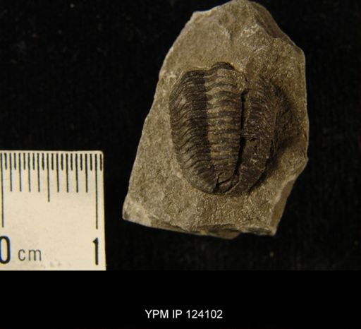 Phacops rana