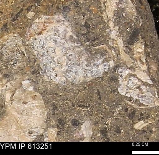 Scaphites sp.