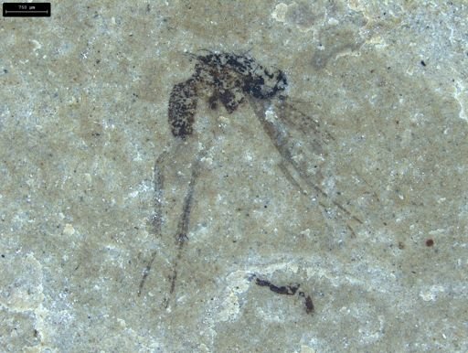 undet. Diptera