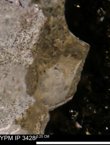undet. Bivalvia