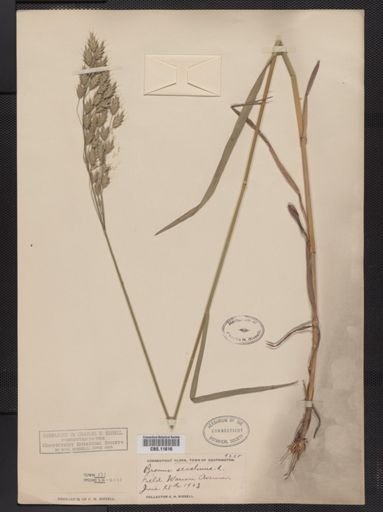 Bromus secalinus