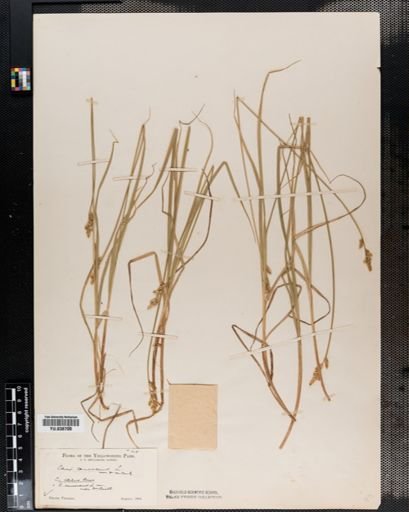 Carex canescens