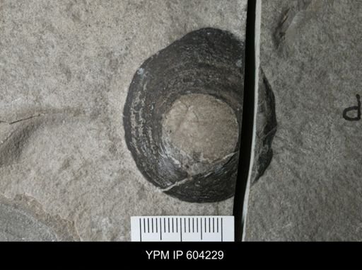 Hexameroceras sp.