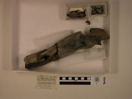Dryptosaurus antiquus