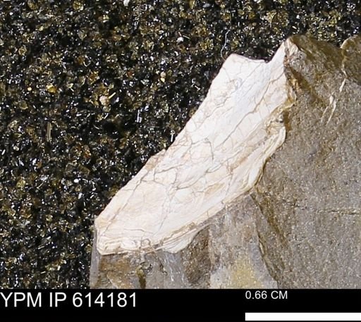Bivalvia