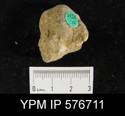 Atrypa sp.