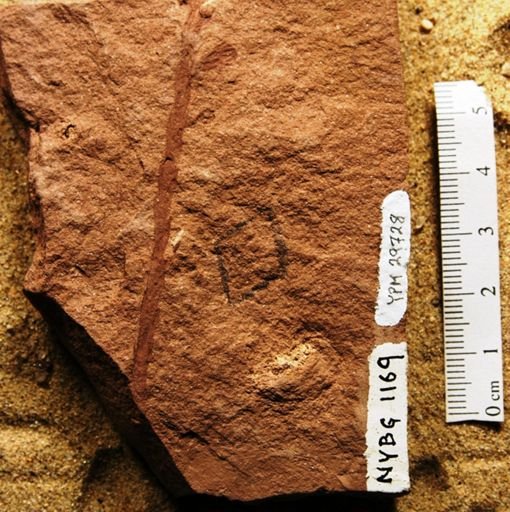 Sequoia affinis