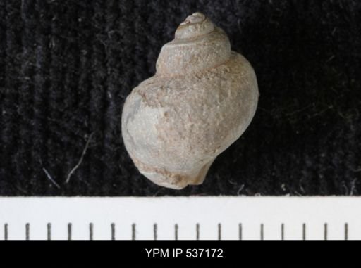 Viviparus montanaensis