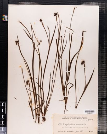 Sisyrinchium angustifolium