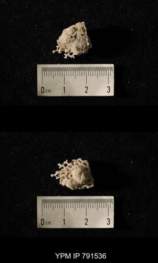 undet. Bryozoa