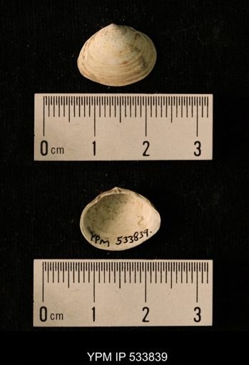 Macoma calcarea