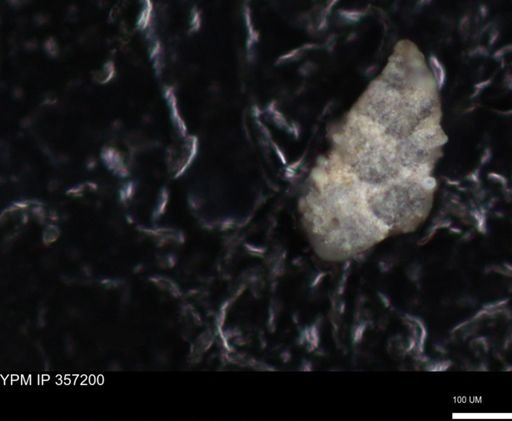 undet. Foraminiferida