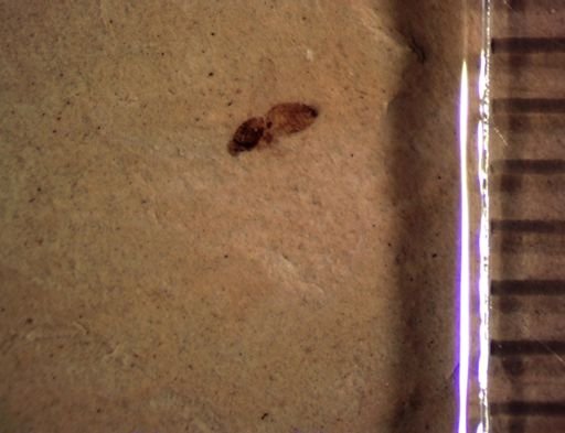 undet. Diptera