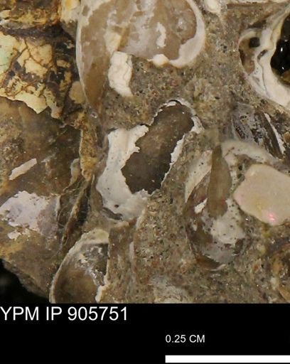undet. Mollusca