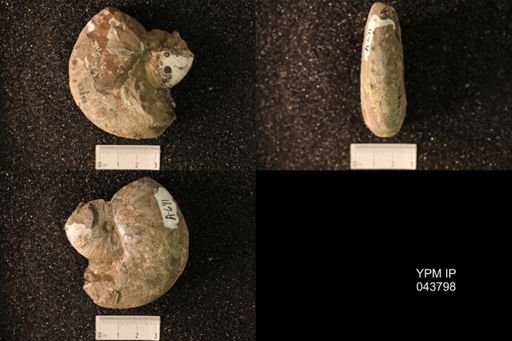 Hoploscaphites nicolletii