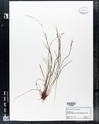 Carex swanii