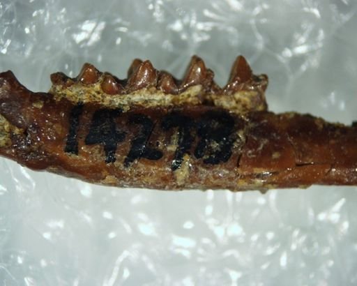 Adapisoricidae
