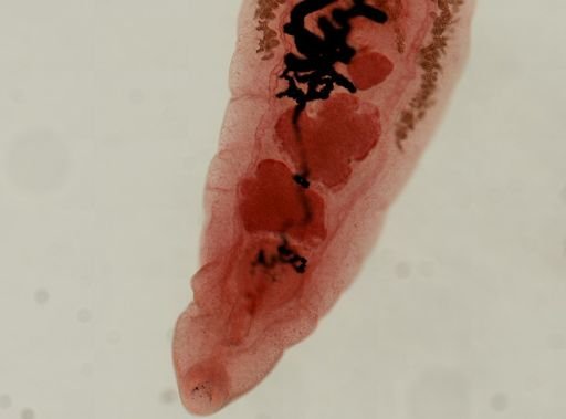 Dicrocoelium