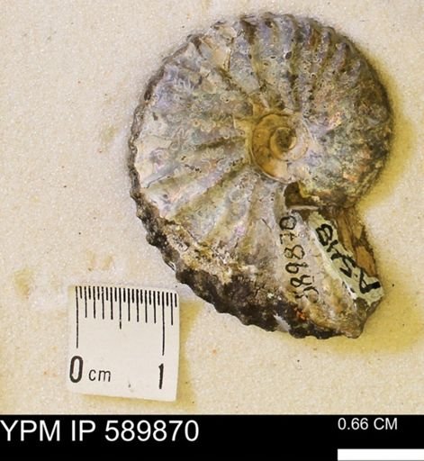 Jeletzkytes nebrascensis