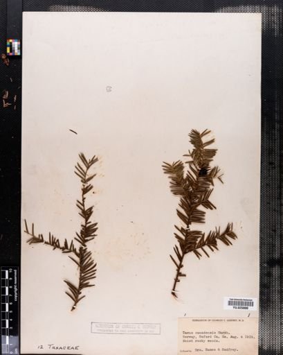 Taxus canadensis
