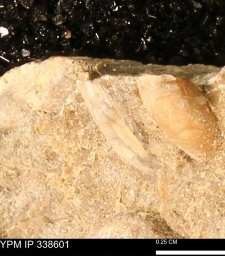 undet. Mollusca