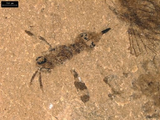 undet. Ichneumonoidea