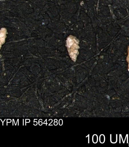 Verneuilina canadensis