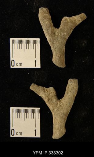 undet. Bryozoa