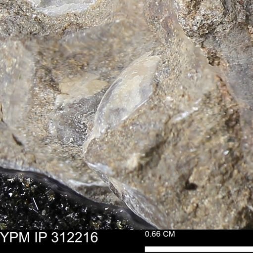 Phelopteria linguaeformis