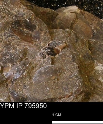 undet. Gastropoda