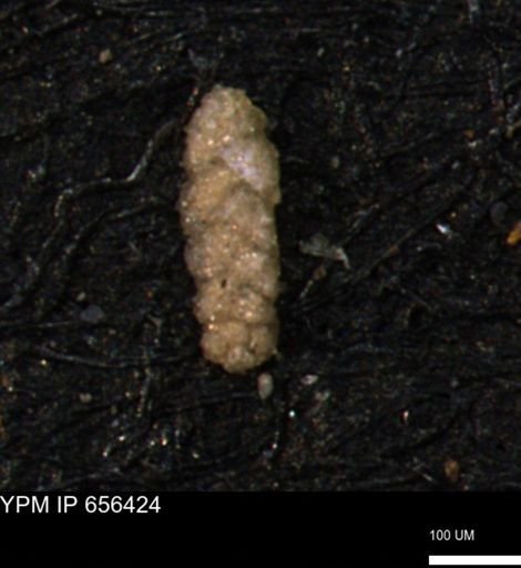 Ammobaculoides phaulus