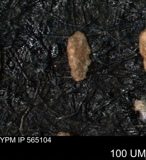 undet. Porifera