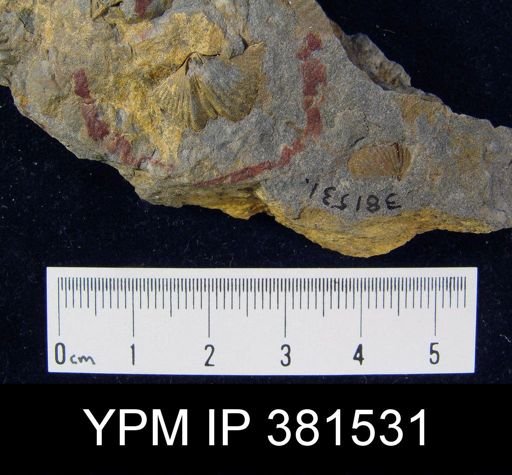 Tylothyris sp.