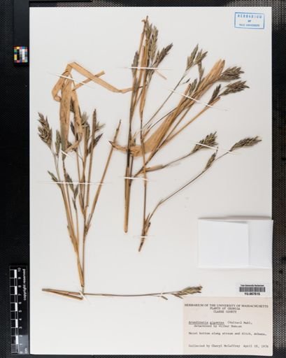 Plantae