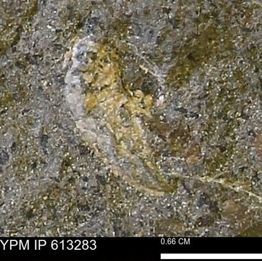 Scaphites sp.