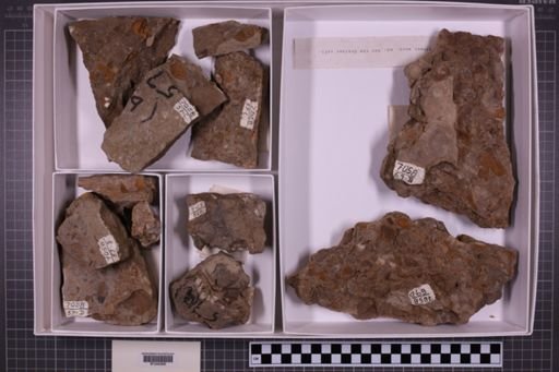 mixed taxa, stratigraphic collection