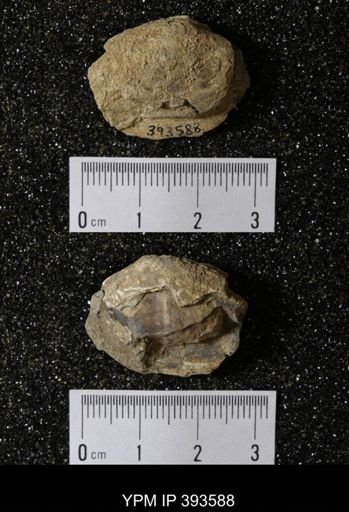 Ostrea glabra