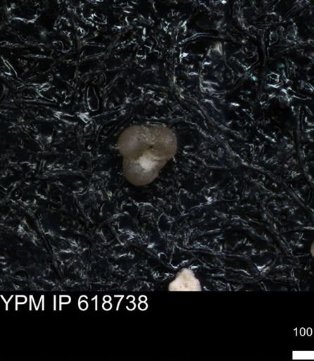 undet. Foraminiferida