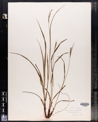Carex virescens