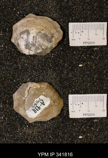Cucullaea sp.